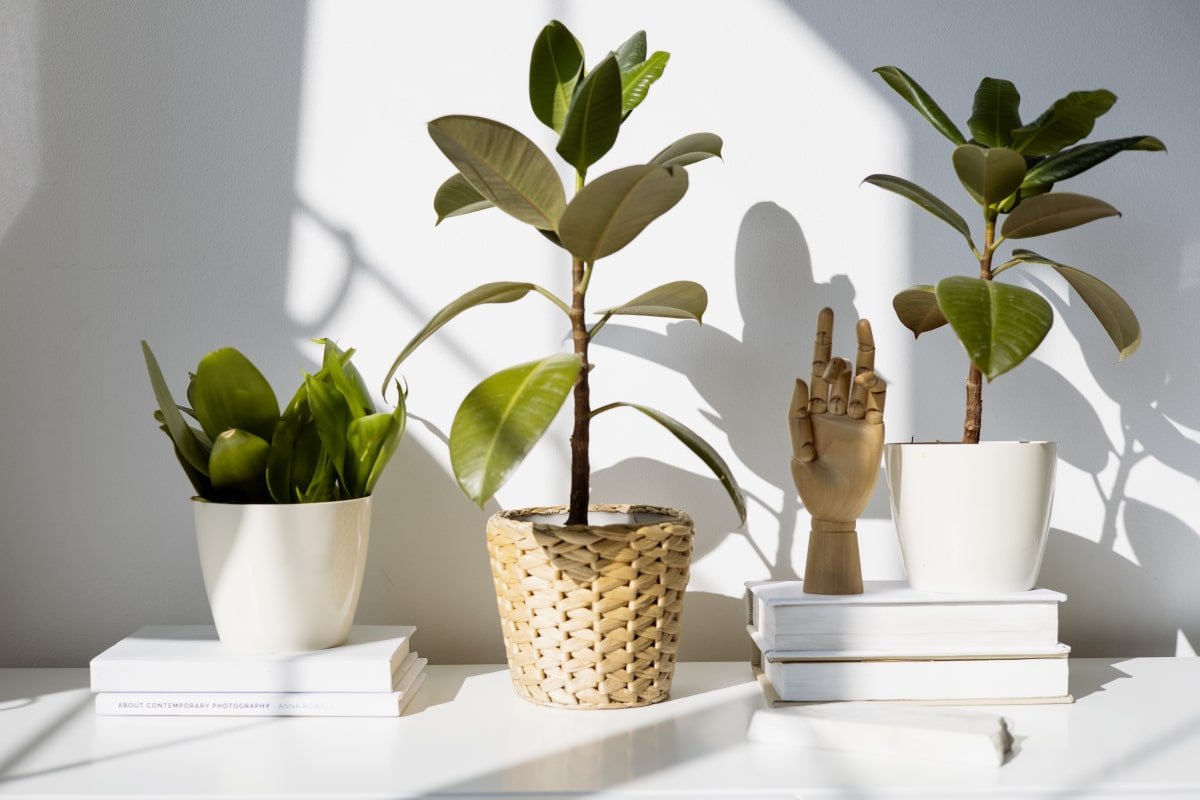 Read more about the article How to increase humidity for houseplants